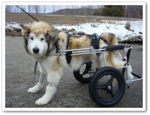 disabled dogs in counterbalanced canine cart