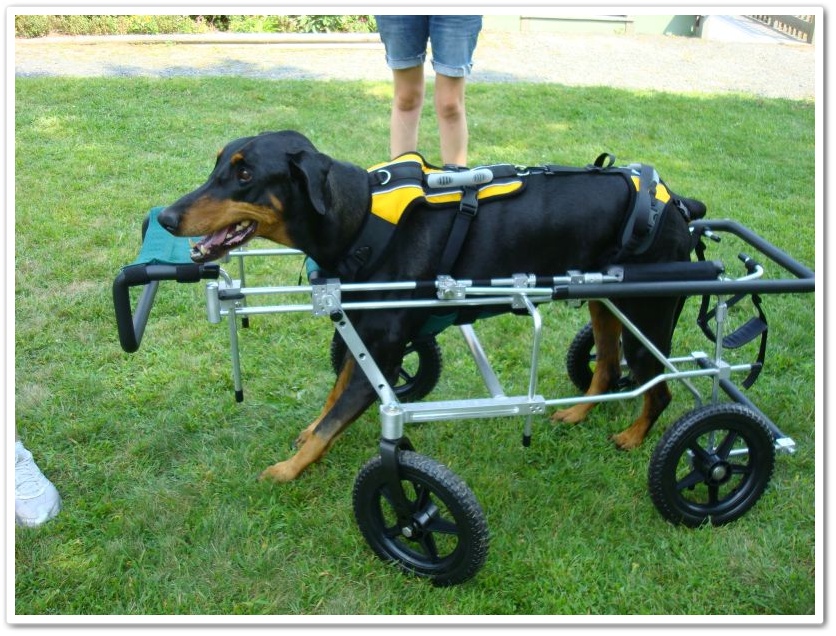 Paralyzed Doberman with Wobblers in full quad cart