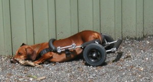 Dachshunds don't have very far to drop to lie down in their carts.