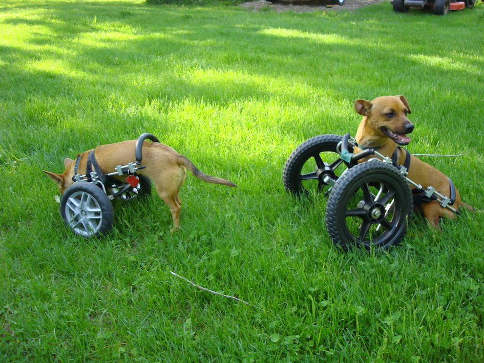 Willa and Webster in their Eddie's Wheels cart