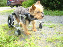 This 5 lb. yorkie needed support in all four legs.  The walker weighs less than 2 lbs.