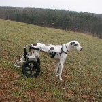 Eddie’s Wheels custom designs dog wheelchairs from the smallest of breeds to the very largest