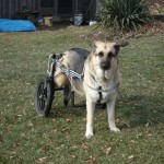 BigRay ready to take a walk in his Eddie’s Wheels custom made dog wheelchair