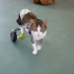 Eddie’s Wheels biggest group of clients are dogs, but cats comprise a significant percentage too