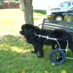 Giant breed dog has regained mobility thanks to the aid of an Eddie’s Wheels custom made dog wheelchair