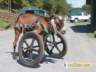 This grey cat stands tall in an Eddie’s Wheels custom made cat wheelchair