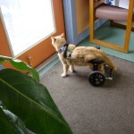 An orange cat has regained mobility in an Eddie’s Wheels custom made cat wheelchair