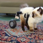 Eddie’s Wheels has many cats as valued customers